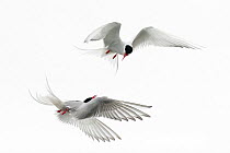 Two Arctic terns (Sterna paradisaea) in flight fighting, Iceland, August