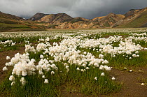Cotton grass (Eriophorum sp) flowering in the Rhyolite mountains, Landmannalaugar, Iceland, August 2008