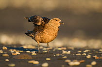 Great skua (Catharacta / Stercorarius skua) with wings partially stretched, Iceland, August