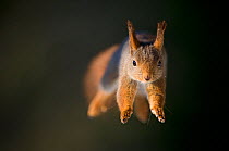 Red squirrel (Sciurus vulgaris) jumping, Norway, March
