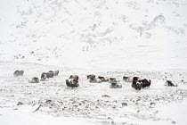 Muskox (Ovibos moschatus) herd in snow, Dovrefjell-Sunndalsfjella National Park, Norway, March