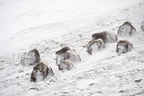 Muskox (Ovibos moschatus) herd covered in snow, Dovrefjell-Sunndalsfjella National Park, Norway, March