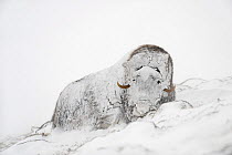 Muskox (Ovibos moschatus) lying covered in snow, Dovrefjell-Sunndalsfjella National Park, Norway, March
