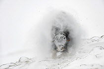 Muskox (Ovibos moschatus) shaking off snow after snowstorm, Dovrefjell-Sunndalsfjella National Park, Norway, March
