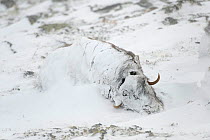 Muskox (Ovibos moschatus) lying covered in snow after snowstorm, Dovrefjell-Sunndalsfjella National Park, Norway, March