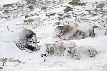 Four Muskoxen (Ovibos moschatus) lying covered in snow after snowstorm, Dovrefjell-Sunndalsfjella National Park, Norway, March