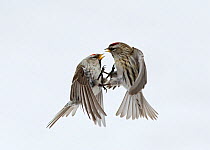 Two Common redpolls (Carduelis flammea) fighting in flight, Norway, March