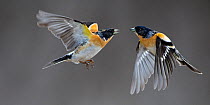 Two male Bramblings (Fringilla montifringilla) fighting in flight, Norway, May