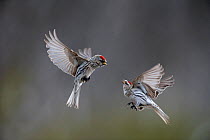 Two Common redpoll (Carduelis flammea) in flight fighting, Norway, May