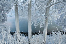 Frost-covered trees, Straumen, Inderoya, Norway, January 2010