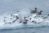 Eider ducks (Somateria mollissima) taking off from water, Norway, January
