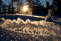 Sun low above the horizon shining through frost-covered grass in pine forest, Klaebu, Norway, January