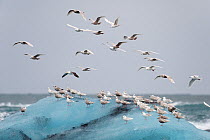 Iceland gulls (Larus glaucoides) on ice and in flight, Jokulsarlon, Iceland, April