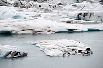 Common / Harbour seals (Phoca vitulina) on ice, Iceland, April