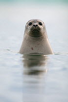 Common / Harbour seal (Phoca vitulina) looking out of water, Iceland, May