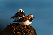 Two Turnstones (Arenaria interpres) on rock, Iceland, May