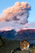 Wood mouse (Apodemus sylvaticus) feeding with ash plume from the Eyjafjallajokull volcano in the distance, Iceland, May 2010