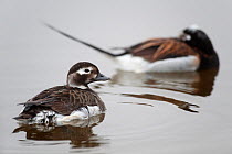 Female Long-tailed duck (Clangula hyemalis) on water with male sleeping behind, Myvatn, Iceland, June