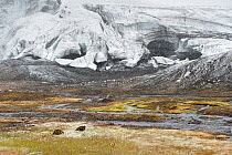 Rock ptarmigan (Lagopus muta) in snow near glacier, Iceland, August 2010