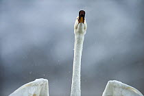 Whooper swan (Cygnus cygnus) calling in snow, Norway, December