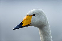 Whooper swan (Cygnus cygnus) head portrait, Norway, December
