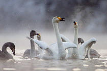 Whooper swans (Cygnus cygnus) adults and juveniles on water, Norway, December 2010