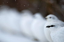 Male Rock ptarmigan (Lagopus muta) with a female and others standing in row, Iceland, March