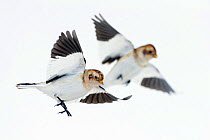 Two Snow buntings (Plectrophenax nivalis) in flight, Iceland, March