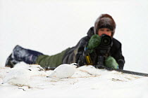 Photographer lying on ground focusing Rock ptarmigans (Lagopus muta) Iceland, March, model released
