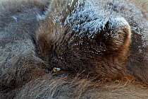 Arctic fox (Vulpes / Alopex lagopus) curled up, eye open,  blue morph, Iceland, April