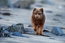 Arctic fox (Vulpes / Alopex lagopus) walking on beach, blue morph, Iceland, April