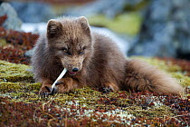 Arctic fox (Vulpes / Alopex lagopus) chewing on bone, blue morph, Iceland, April