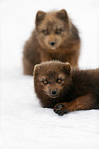 Arctic fox (Vulpes / Alopex lagopus) lying on snow, another sitting behind, blue morph, Iceland, April