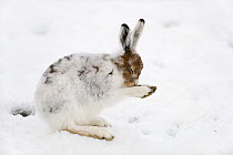 Mountain hare (Lepus timidus) grooming, Norway, May