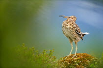 Male Great snipe (Gallinago media) displaying, Norway, May