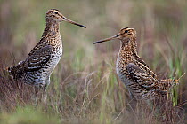 Two male Great snipe (Gallinago media) displaying, Norway, June