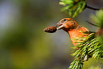 Male Red / Common crossbill (Loxia curvirostra) with cone in beak, Norway, October