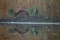 Red deer (Cervus elaphus) pair mating, another female nearby feeding, Danube-Drava National Park, Hungary, November