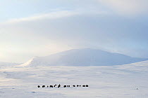 Muskox (Ovibos moschatus) herd grazing in snow, Dovrefjell-Sunndalsfjella National Park, Norway, December 2011