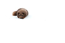 Male Arctic fox (Vulpes / Alopex lagopus) lying on snow, blue morph winter coat, Hornstrandir Nature Reserve, Iceland, April