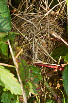 Nest of Harvest mouse (Micromys minutus) in hedgerow amongst Bramble, Oderwald, Lower saxony, Germany, October