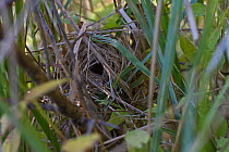Nest of Harvest mouse (Micromys minutus) in hedgerow, Oderwald, Lower saxony, Germany, October