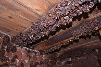 Greater mouse-eared bat (Myotis myotis), nursery roost under the roof of a church, females with young, Thuringia, Germany, July