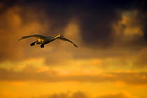 Whooper swan (Cygnus cygnus) in flight at dusk, Lancashire, UK January