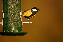 Great tit (Parus major) on bird feeder in garden, Cheshire, UK January