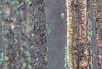 Crested tit (Lophophanes cristatus) clinging to lichen covered tree in snowfall, Scotland, UK February