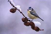 Blue tit (Parus caeruleus) perched on pine cones in snowfall, Cheshire, UK February