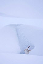 Mountain hare (Lepus timidus) crouched in its form in a snow drift, Derbyshire, UK February