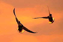 Shelducks (Tadorna tadorna) pair in flight at dusk, Lancashire, UK