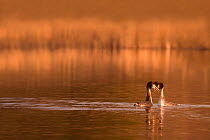 Great crested grebes (Podiceps cristatus) performing courtship ritual at dawn, Cheshire, UK March